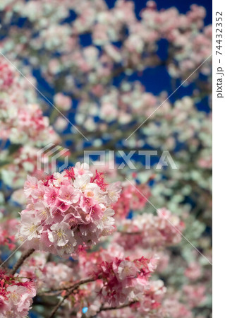 さくらライトアップ 74432352
