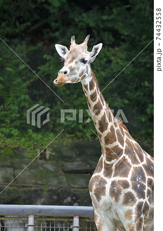 キリン アミメキリン 東山動植物園 愛知県 名古屋市 の写真素材