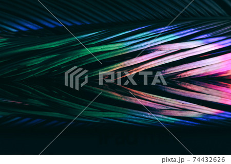 Close up beautiful palm leaf in colorful light. Minimalism retro style concept. Background pattern texture for design. Close up beautiful palm leaf in colorful light. Minimalism retro style concept. Background pattern texture for design. 74432626