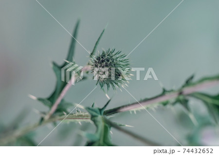 Beautiful abstract flower burdock on a colorful background. Minimalism retro style concept. Background pattern for design. Beautiful abstract flower burdock on a colorful background. Minimalism retro style concept. Background pattern for design. 74432652