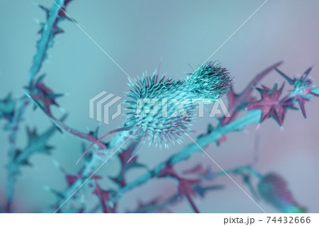 Beautiful flower burdock in colorful neon light. Minimalism retro style concept. Background pattern for design. 74432666