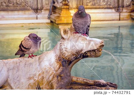 pigeons at Fonte Gaia, Siena, Tuscany, Italy 74432791