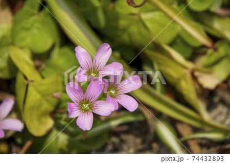 ピンク色の小さな花 ムラサキカタバミの写真素材