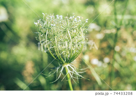 Close up white wild carrot flowers of a wild greater burdock in summer in the meadow. Nature background pattern texture for design. Close up white wild carrot flowers of a wild greater burdock in summer in the meadow. Nature background pattern texture for design. 74433208