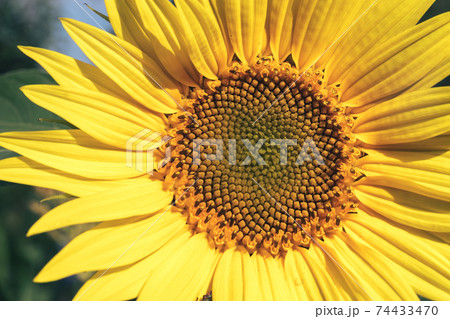 Beautiful sunflower and bee on a nature background.  Sunflower field blooming during the Summer. Beautiful sunflower and bee on a nature background.  Sunflower field blooming during the Summer. 74433470