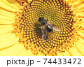 Beautiful sunflower and bee on a nature background.  Sunflower field blooming during the Summer. 74433472