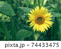 Beautiful sunflower on a nature background.  Sunflower field blooming during the Summer. 74433475