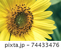 Beautiful sunflower on a nature background.  Sunflower field blooming during the Summer. 74433476