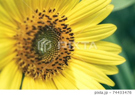 Beautiful sunflower on a nature background.  Sunflower field blooming during the Summer. 74433476