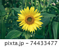 Beautiful sunflower on a nature background.  Sunflower field blooming during the Summer. 74433477