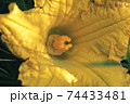 Close up Green leaves and yellow flower of a melon summer in the meadow. Nature background pattern texture for design. 74433481