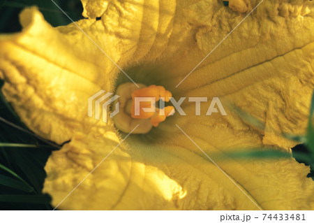Close up Green leaves and yellow flower of a melon summer in the meadow. Nature background pattern texture for design. 74433481