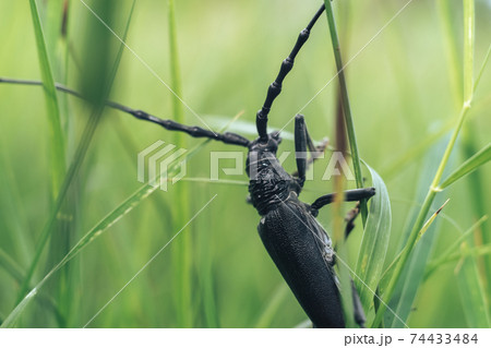 Close Up of linen Ergates faber bug on the green leaf, The black marmorated bug is an insect in the family.. 74433484