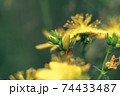 Green leaves and yellow flowers of a wild greater burdock in summer in the meadow. Nature background pattern texture for design. 74433487