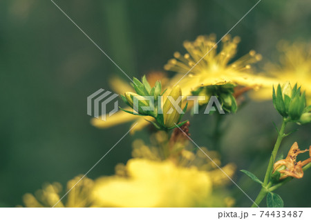 Green leaves and yellow flowers of a wild greater burdock in summer in the meadow. Nature background pattern texture for design. 74433487