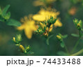 Green leaves and yellow flowers of a wild greater burdock in summer in the meadow. Nature background pattern texture for design. 74433488