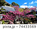 伊豆土肥のきれいで可愛い土肥桜 74433569