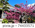 伊豆土肥のきれいで可愛い土肥桜 74433571