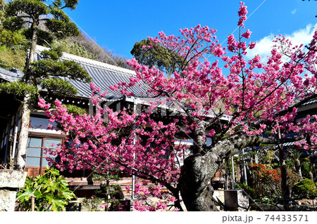 伊豆土肥のきれいで可愛い土肥桜 74433571