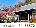 伊豆土肥のきれいで可愛い土肥桜 74433572