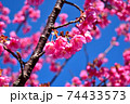 伊豆土肥のきれいで可愛い土肥桜 74433573
