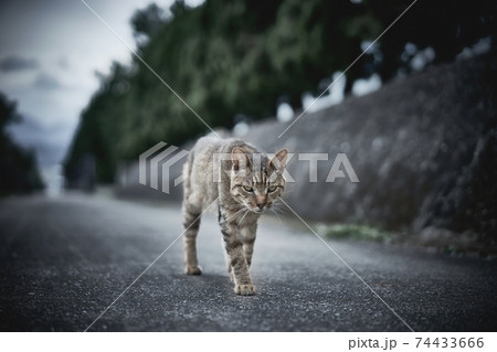 屋外を歩く目つきの悪い猫の写真素材