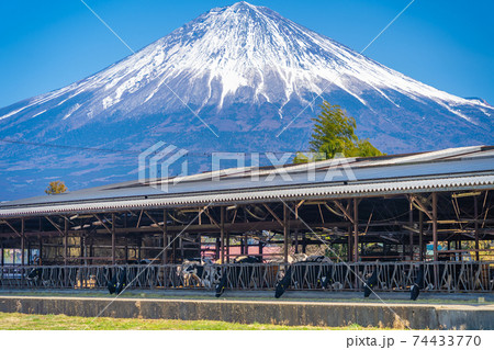 富士山と牛舎 74433770