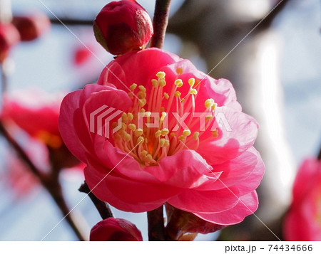 紅梅の花 紅梅の花 74434666