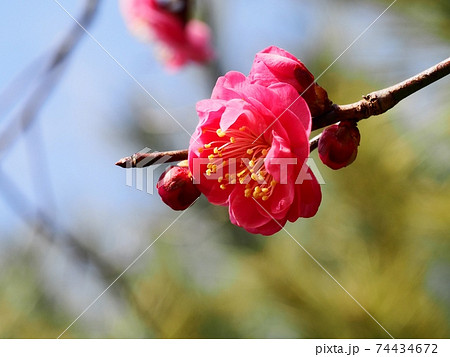 紅梅の花 74434672