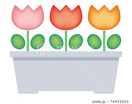 プランターに植えられた3色のグラデーションチューリップ ピンク 赤 オレンジ のイラスト素材