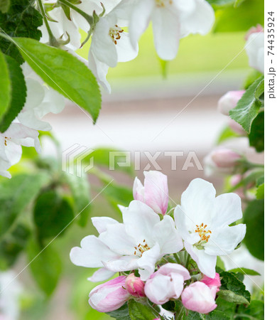 Blossom  apple tree in spring time. 74435924