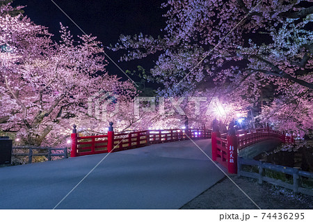 【青森】弘前公園の満開の桜ライトアップ 【青森】弘前公園の満開の桜ライトアップ 74436295