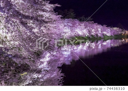 【青森】弘前公園の満開の桜ライトアップとリフレクション 74436310