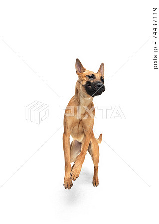 Young Belgian Shepherd Malinois is posing. Cute doggy or pet is playing, running and looking happy isolated on white background. Young Belgian Shepherd Malinois is posing. Cute doggy or pet is playing, running and looking happy isolated on white background. 74437119