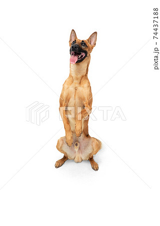 Young Belgian Shepherd Malinois is posing. Cute doggy or pet is playing, running and looking happy isolated on white background. Young Belgian Shepherd Malinois is posing. Cute doggy or pet is playing, running and looking happy isolated on white background. 74437188