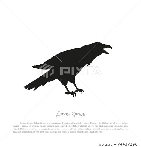 Black crow silhouette on a white background. Raven isolated. 74437296