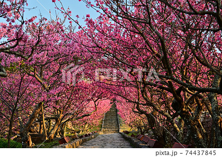 最も早い満開の桜と海　沖縄　世界遺産 74437845