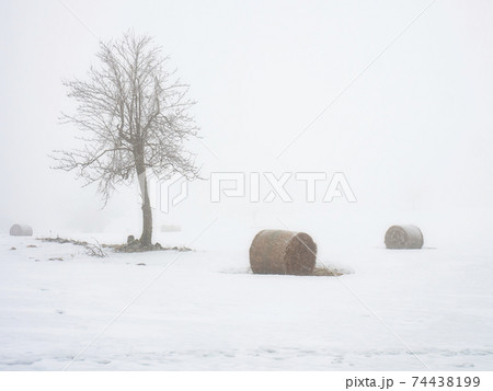 Isolated pear tree and hay bale covered with snow in a winter scenery 74438199