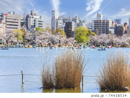 東京 上野 ススキにいるカモメと亀と寛永寺の不忍池でスワンボートで花見を楽しむカップルの写真素材
