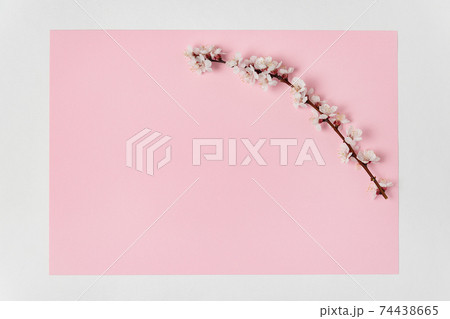 Delicate flowering branch of an apricot tree on pink background. Template. Backdrop. Mockup 74438665