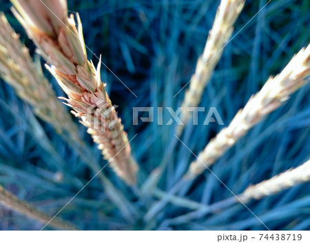 Spikelets of wheat macro Spikelets of wheat macro 74438719