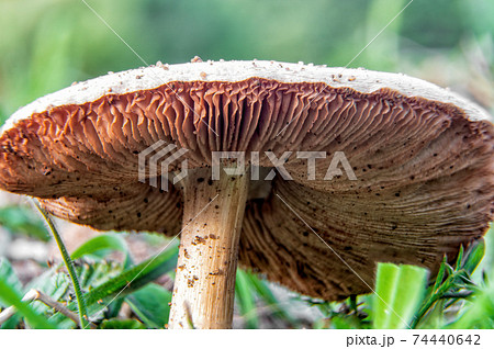 A beautiful mushroom with a white cap and pink reeds. Macro shot with central focus. A beautiful mushroom with a white cap and pink reeds. Macro shot with central focus. 74440642