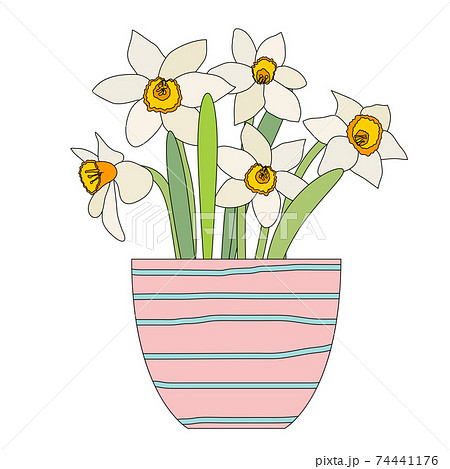 Bouquet of spring flowers daffodils in flower pot isolated on white background. EPS10 74441176