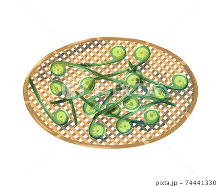 こごみ ざる 水彩風 こごみ ざる 水彩風 74441330