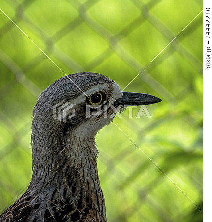 A Bush Stone Curlew 74442210