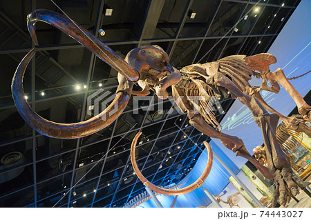 マンモス化石 74443027