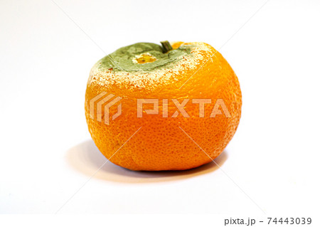 one damaged moldy tangerine on white background 74443039