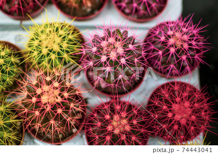 Beautiful red pink cacti. Decorative exotic houseplants, view from the top Beautiful red pink cacti. Decorative exotic houseplants, view from the top 74443041
