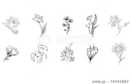 10 hand-drawn blossom wildflowers. Big collection of 10 hand-drawn roses. Big floral botanical set. Isolated on white background. Doodle simple vector collection. 74443897