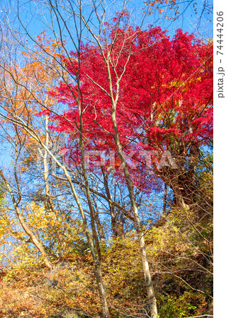 諏訪峡 遊歩道より 紅葉狩り 秋の景色 みなかみ町 諏訪峡 遊歩道より 紅葉狩り 秋の景色 みなかみ町 74444206